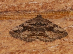 Zaleops umbrina