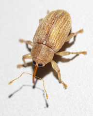 Lignyodes helvolus