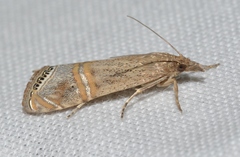 Euchromius californicalis