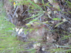 Streptanthus glandulosus secundus