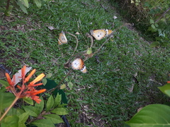 Danaus chrysippus chrysippus