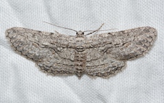 Iridopsis obliquaria