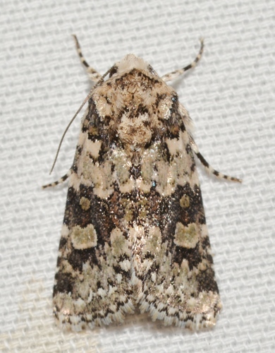 Lacinipolia buscki