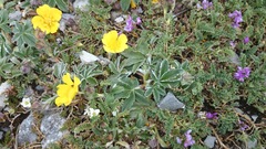 Potentilla leonina