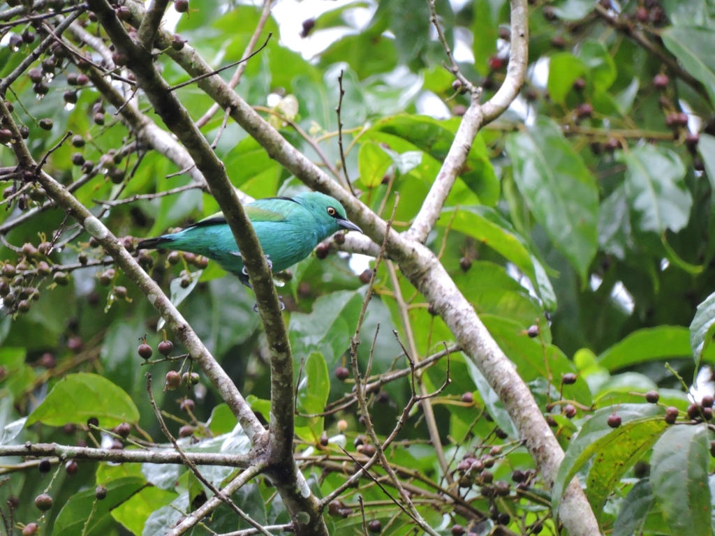 Viridian Dacnis photo