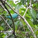 Viridian Dacnis - Photo (c) Edwin Múnera Chavarría, some rights reserved (CC BY-NC), uploaded by Edwin Múnera Chavarría