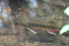 Salvelinus fontinalis fontinalis