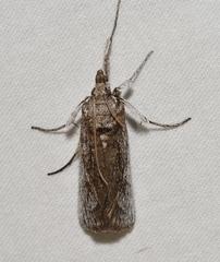 Melitara subumbrella