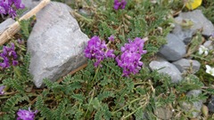 Astragalus purpusii