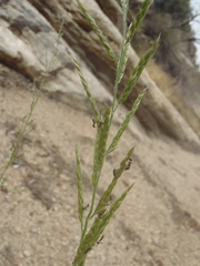 Eriochloa acuminata