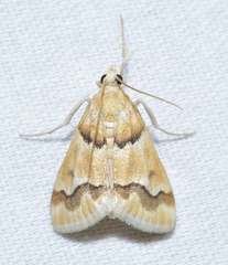Pseudoschinia elautalis