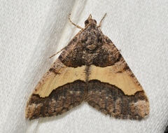 Frederickia hypaethrata