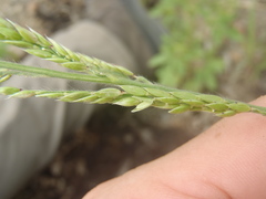 Eriochloa acuminata