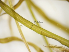 Potamogeton berchtoldii