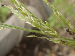 Eriochloa acuminata