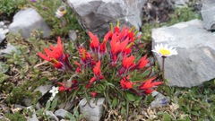 Castilleja bella