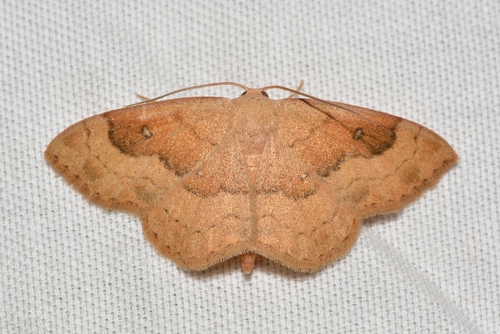 Semaeopus gracilata
