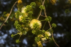 Pararchidendron pruinosum