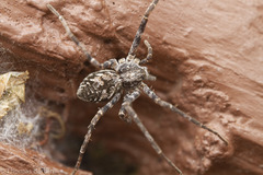 Rhysodromus alascensis