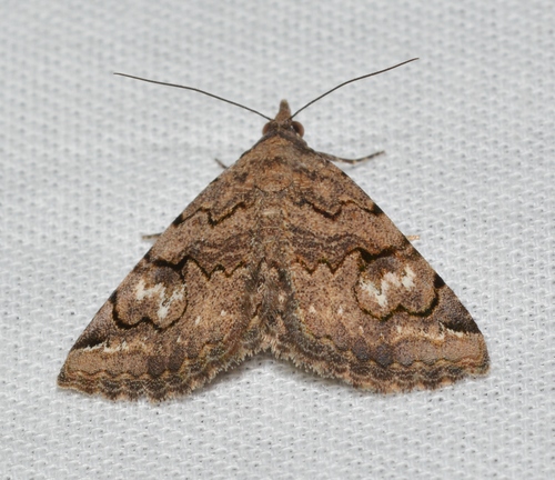 Toxonprucha repentis photo 5