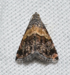 Tripudia balteata