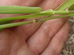 Eriochloa acuminata