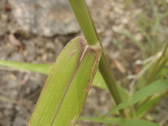 Eriochloa acuminata