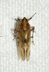 Megamelus palaetus