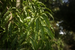 Flindersia xanthoxyla