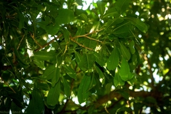 Anthocarapa nitidula