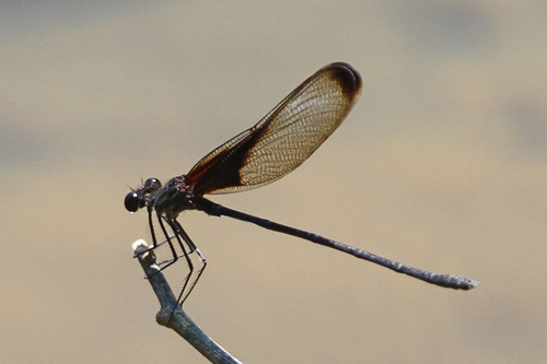 Smoky Rubyspot photo 4