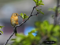 Empidonax fulvifrons