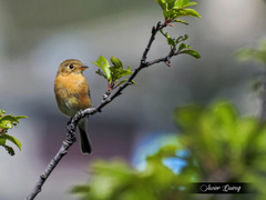 Empidonax fulvifrons