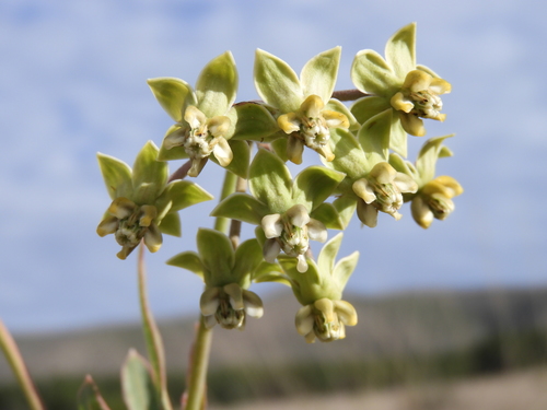 Asclepias elata (Asclepias elata)