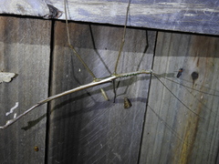 Acrophylla wuelfingi