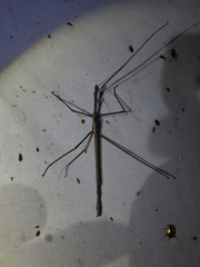 Acrophylla wuelfingi