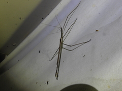 Acrophylla wuelfingi