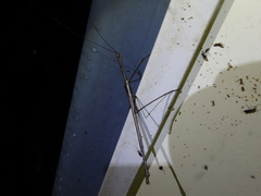 Acrophylla wuelfingi