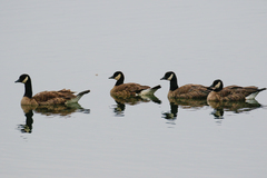 Branta canadensis parvipes