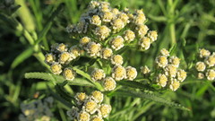 Achillea alpina
