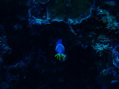 Hypselodoris apolegma