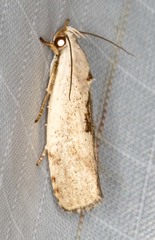 Tymbophora peltastis