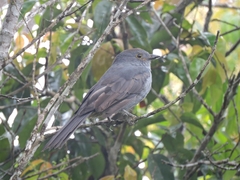 Lipaugus weberi