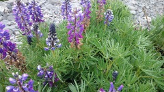 Lupinus cacuminis