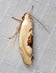 Tymbophora peltastis
