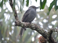 Lipaugus weberi
