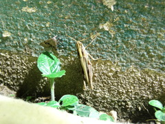 Aiolopus thalassinus dubius