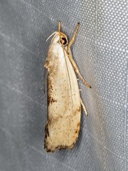 Tymbophora peltastis