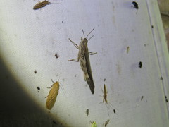 Aiolopus thalassinus dubius