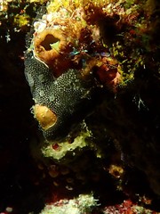 Leptoclinides reticulatus